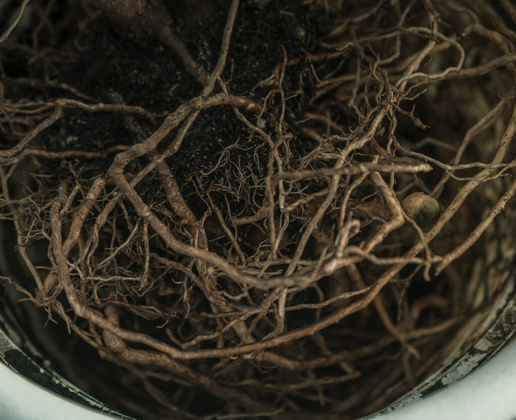 Tangled brown plant roots fill a pot, with dark soil visible among the intertwining roots.